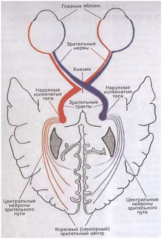 Анатомия Органа Зрения Реферат